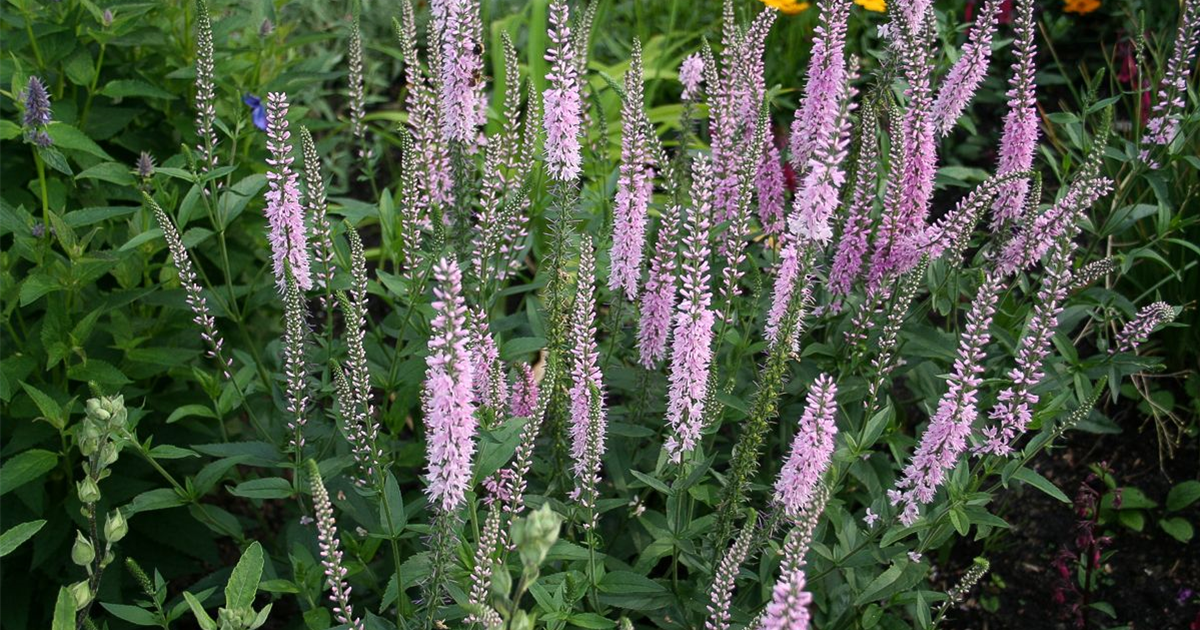 Veronica Longifolia Pink Damask