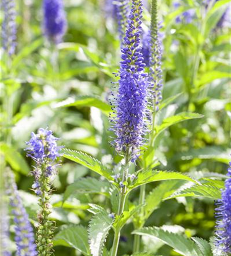 Veronica spicata 'Inspire Blue' -R-