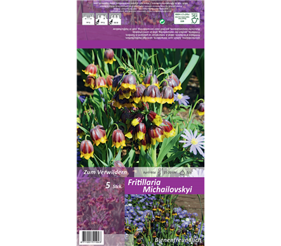 Türkische Schachbrettblume