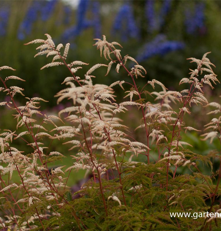 Aruncus aethusifolius 'Woldemar Meier'