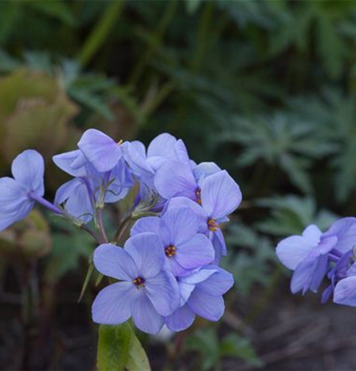 Phlox stolonifera 'Blue Ridge' Phlox stolonifera 'Blue Ridge'