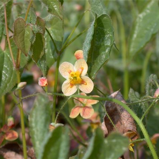 Warley-Garten-Elfenblume 'Orangekönigin'