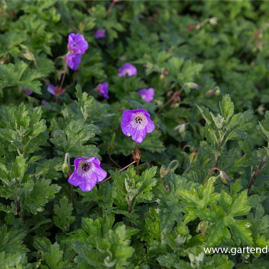 Wallichis Storchschnabel