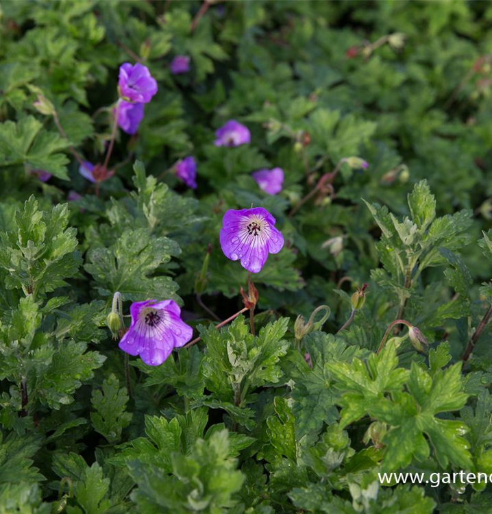 Geranium wallich. 'Silvia´s Surprise'®