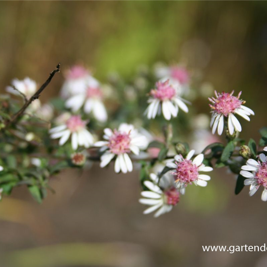 Waagerechte Garten-Aster 'Lady in Black'