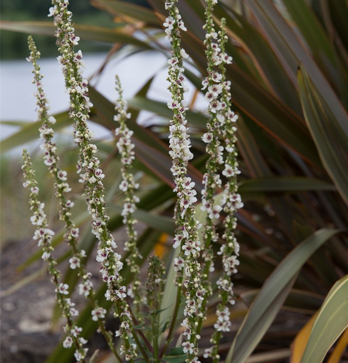 Verbascum nigrum 'Album'