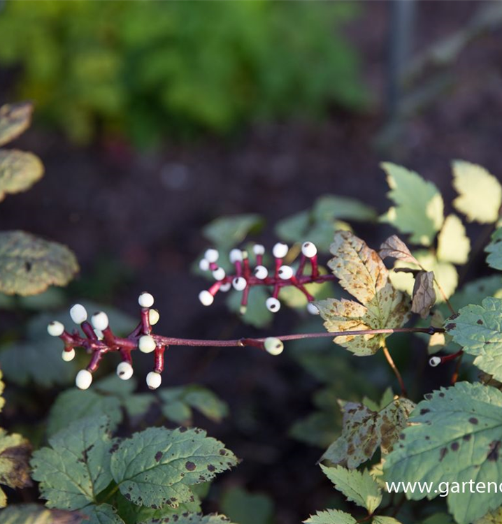 Actaea pachypoda 'Misty Blue' Actaea pachypoda 'Misty Blue'