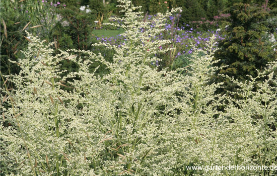 Weißblühender China-Beifuß 'Elfenbein'