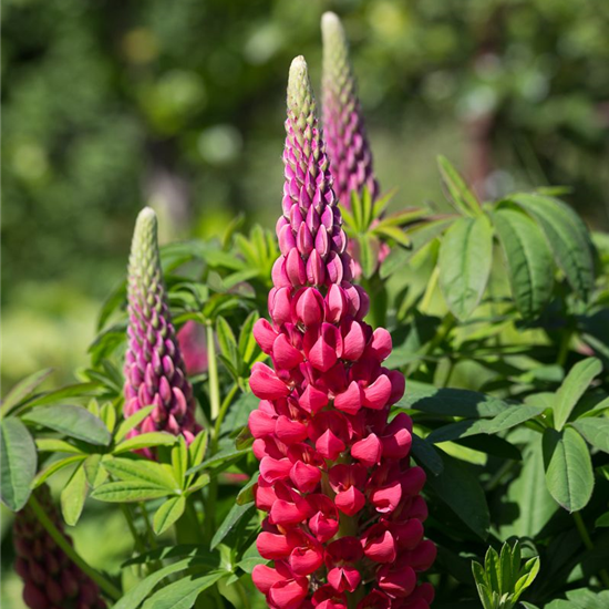 Westcountry Lupine 'Beefeater'®