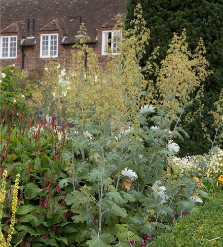 Weißblühender Federmohn Weißblühender Federmohn