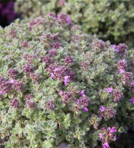 Wolliger Thymian Wolliger Thymian