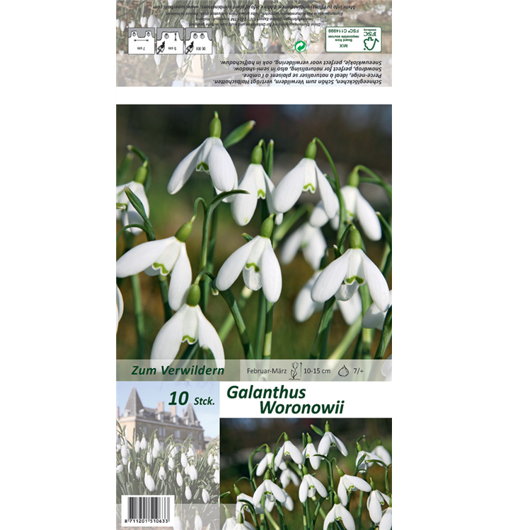 Galanthus woronowii