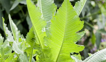 Zum Vergrößern klicken Bildvorschau