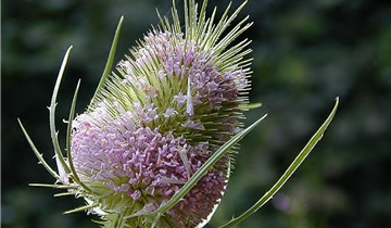 Zum Vergrößern klicken Bildvorschau