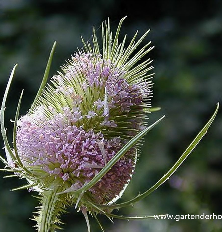 Dipsacus fullonum (sylvestris) Dipsacus fullonum (sylvestris)