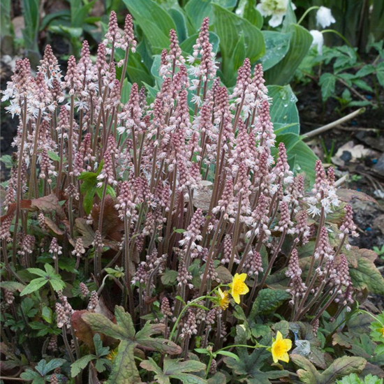 Zipfelblättrige Garten-Schaumblüte 'Pink Skyrocket'