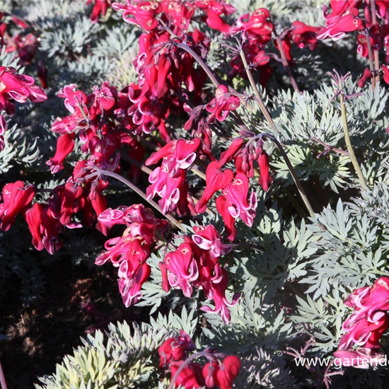 Zwergige Garten-Herzblume 'Burning Hearts'®