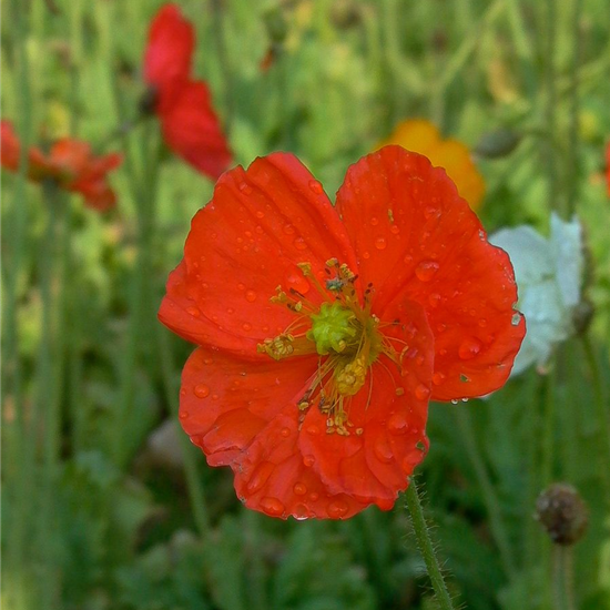 Zwergiger Garten-Mohn 'Gartenzwerg'