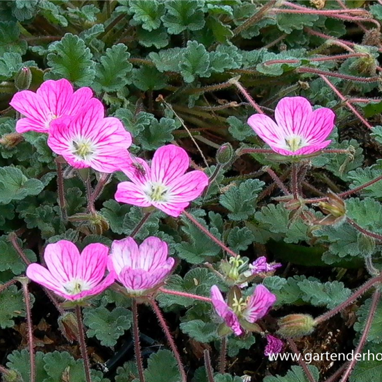 Zwergiger Garten-Reiherschnabel 'Bishop´s Form' Zwergiger Garten-Reiherschnabel 'Bishop´s Form'