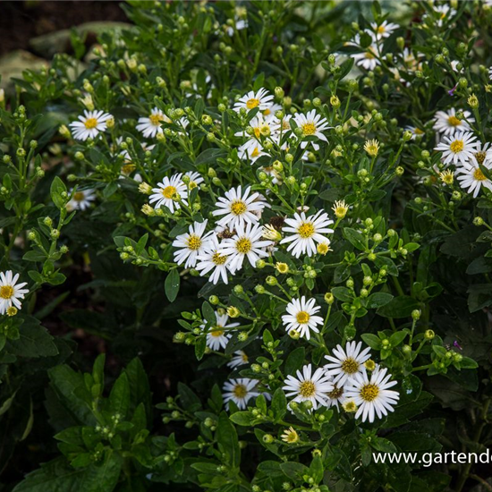 Zwerg-Wild-Aster 'Starshine'®