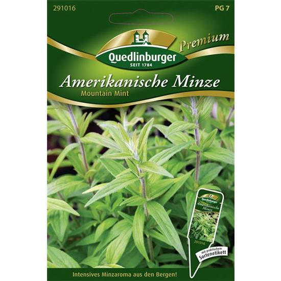 Amerikanische Minze-Samen 'Mountain Mint'