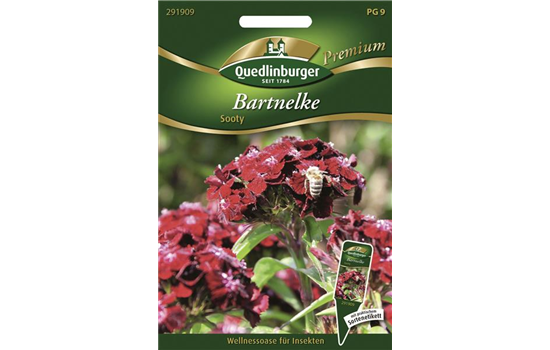 Bartnelkensamen 'Sooty'