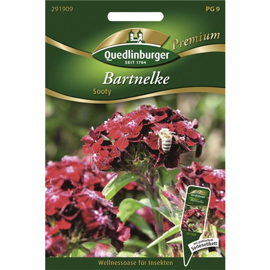 Bartnelkensamen 'Sooty'