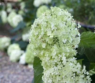 Ballhortensie 'Annabelle'