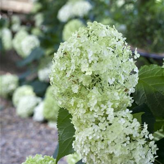 Ballhortensie 'Annabelle'