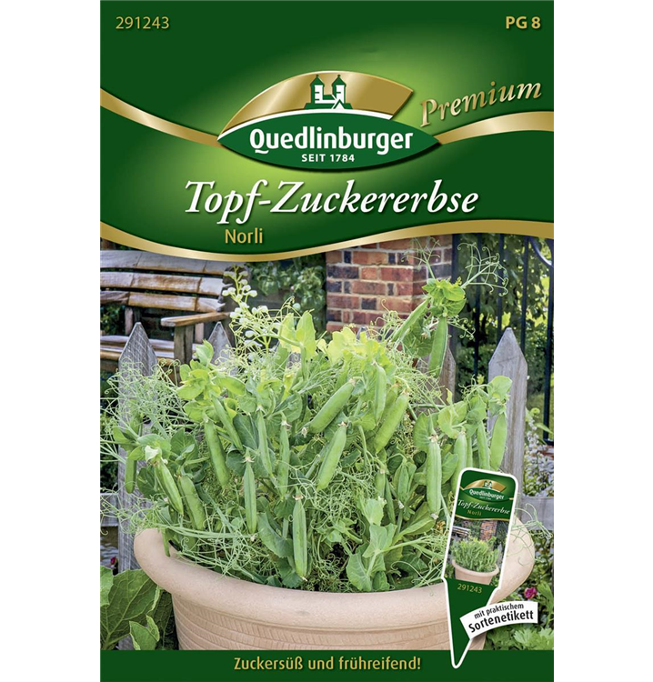 Pisum sativum 'Norli'