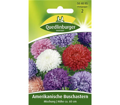 Amerikanische Buschaster-Samen