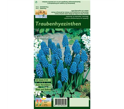 Armenische Traubenhyazinthe