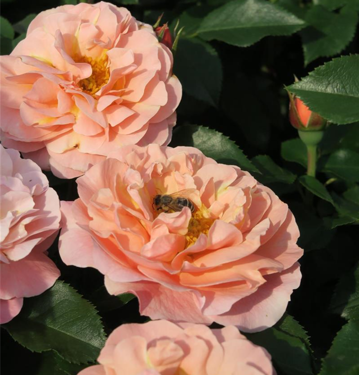 Rosa 'Marie Curie'®, Stamm Rosa 'Marie Curie'®, Stamm