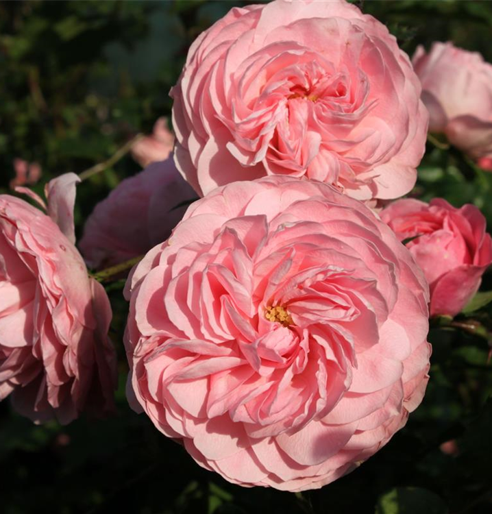 Rosa 'Larissa'®