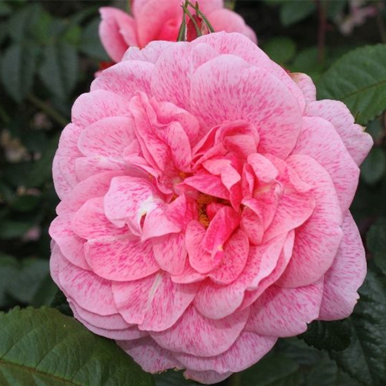 Kletterrose 'Camelot'®