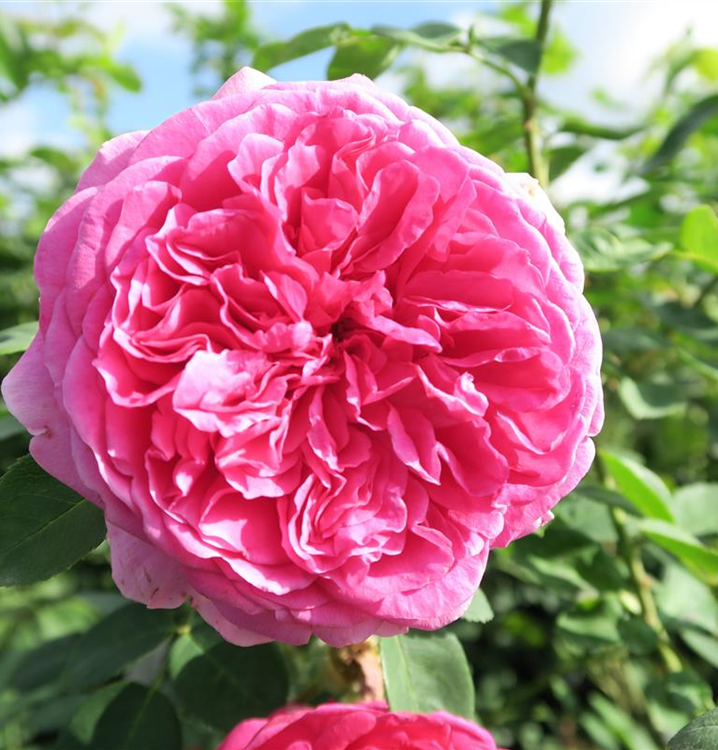 Rosa 'Leonardo da Vinci'®