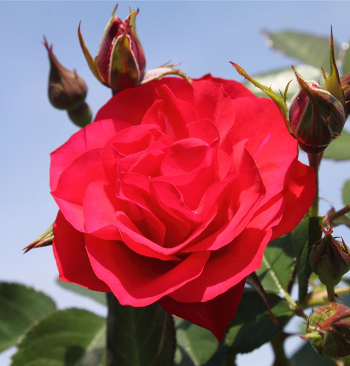 Rosa 'Black Forest Rose'®