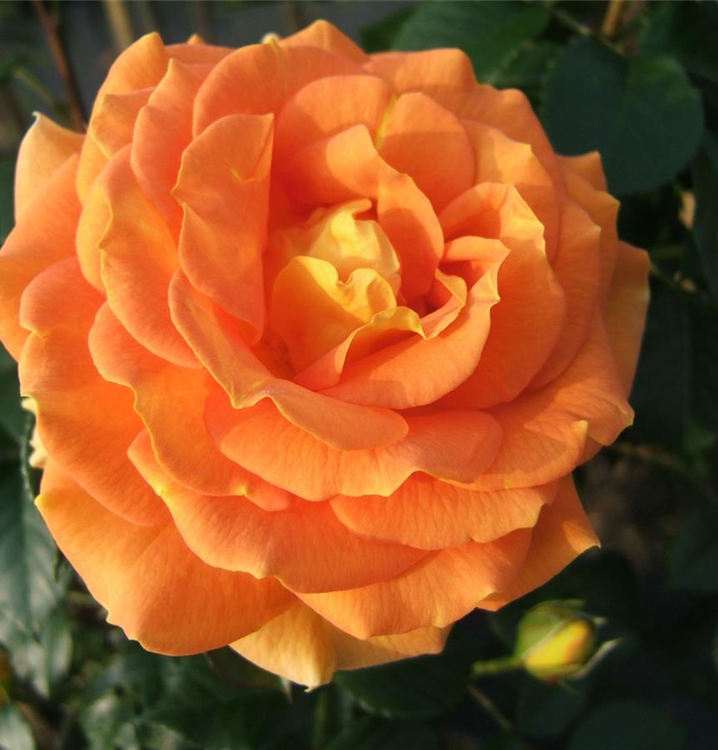 Rosa 'Goldelse'®