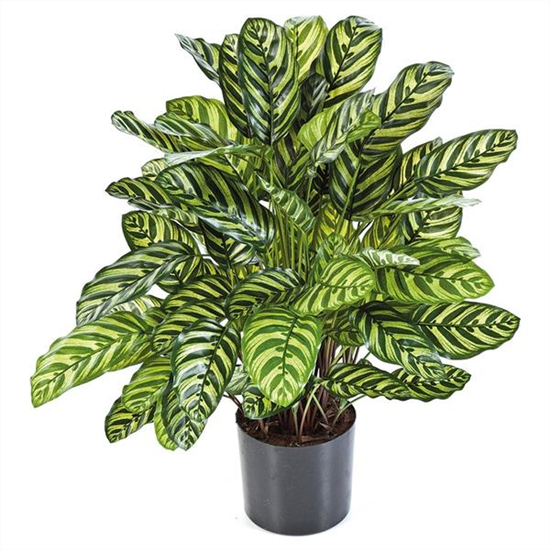 fleur ami CALATHEA Kunstpflanze