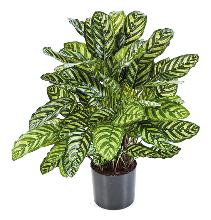 fleur ami CALATHEA Kunstpflanze