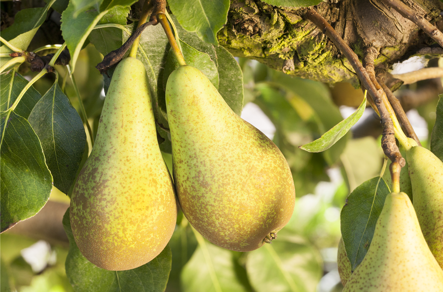 Obstgehöze im Frühling - Birne