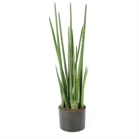 fleur ami SANSEVIERIA CYLINDRICA Kunstpflanze