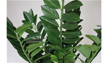 Gartencenter Rehner