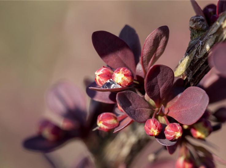 Berberis thunbergii