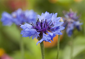 Centaurea cyanus