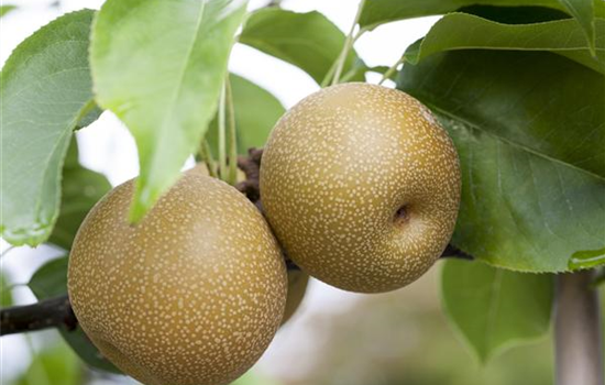 Wie man Obst im Garten pflanzen sollte