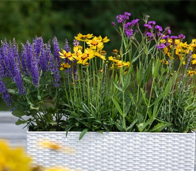 Die schönsten Sommerblumen für den Garten