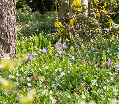 Immergrüne Pflanzen bringen Leben in den winterlichen Garten