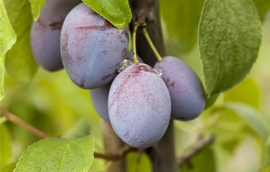 Obstbäume pflegen und leckere Snacks im eigenen Garten ernten