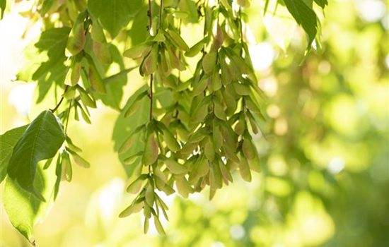 Wo Bäume im Garten stehen, sind wir schon mitten im Paradies